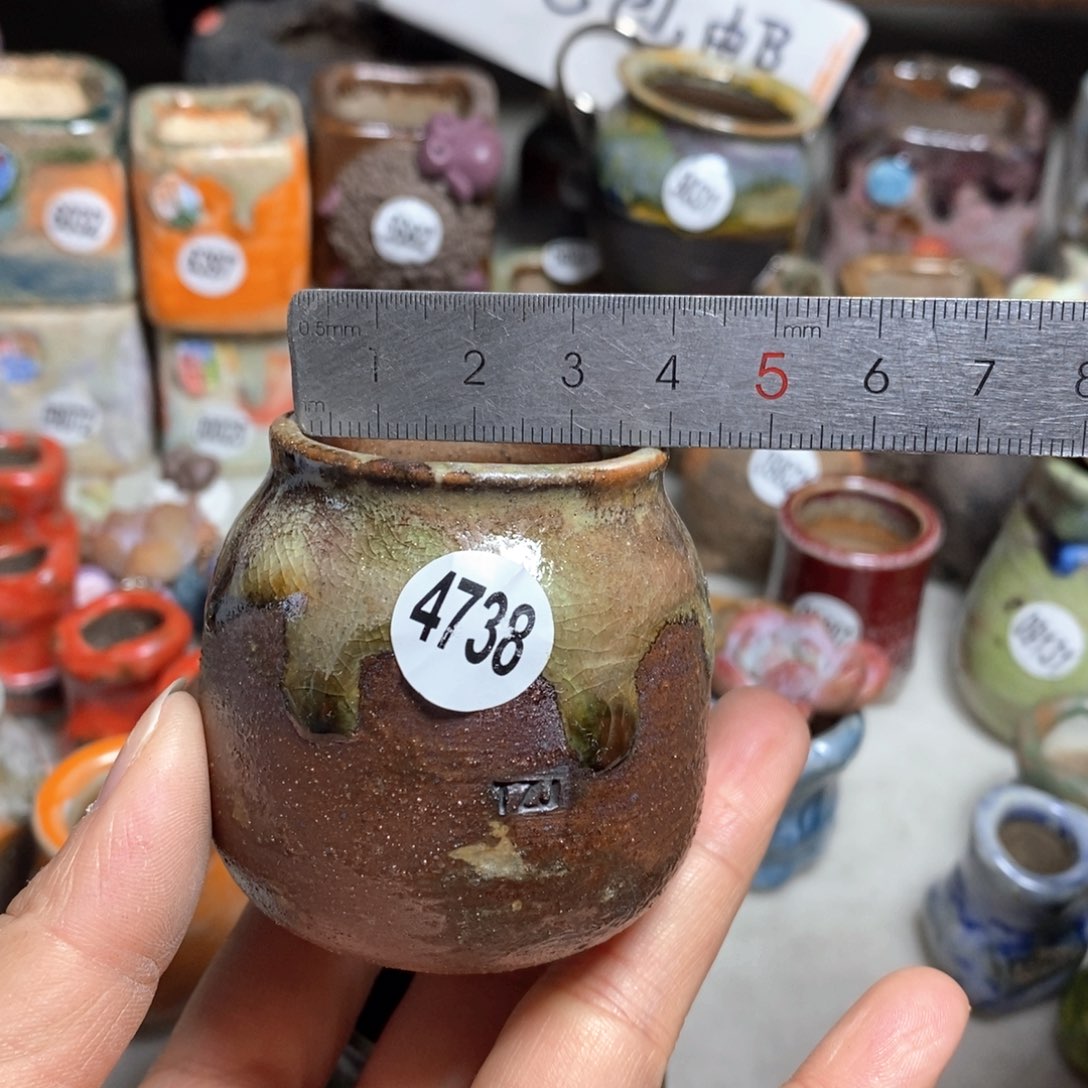 花盆拍5送一个小礼物