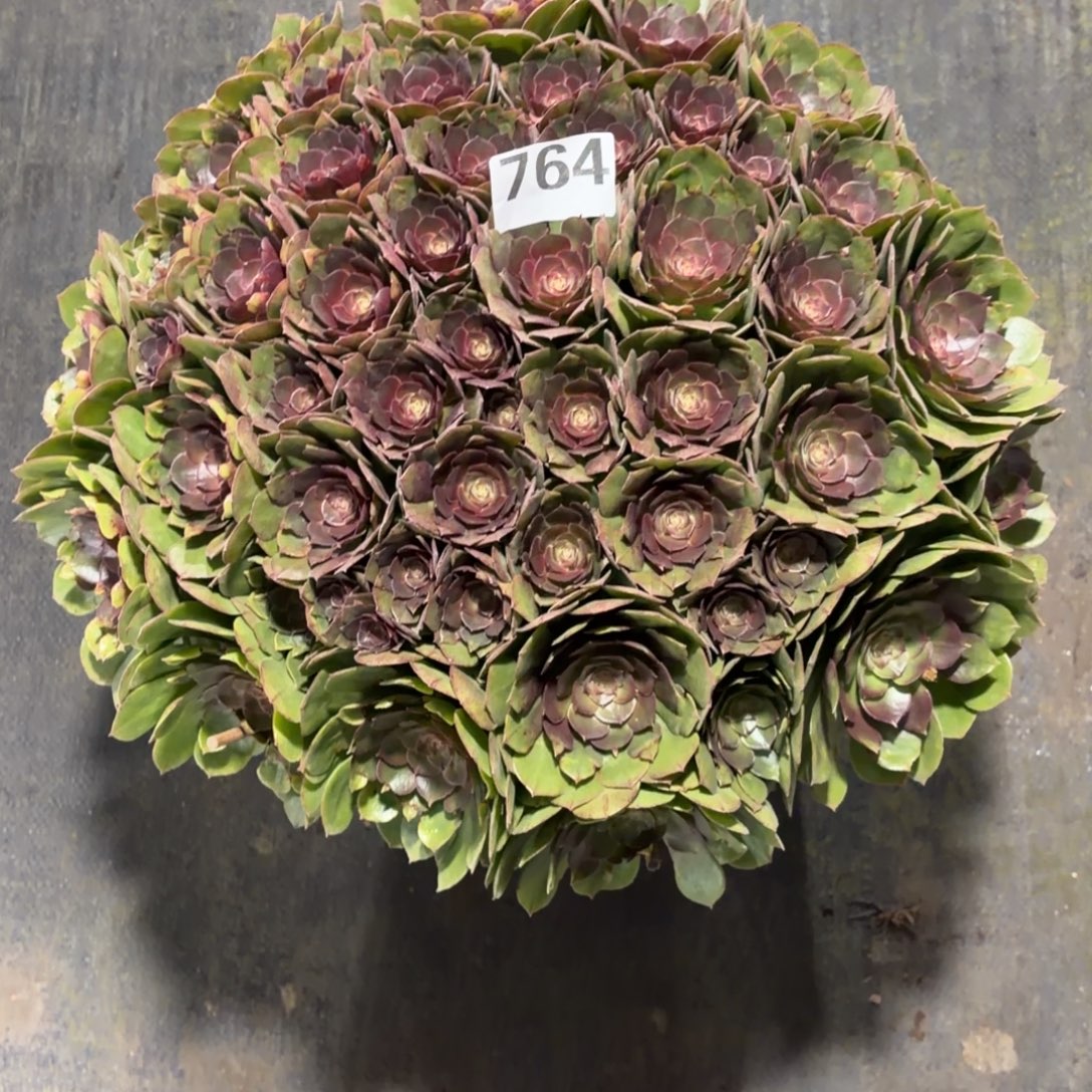 我***风764！万圣节法师多肉植物