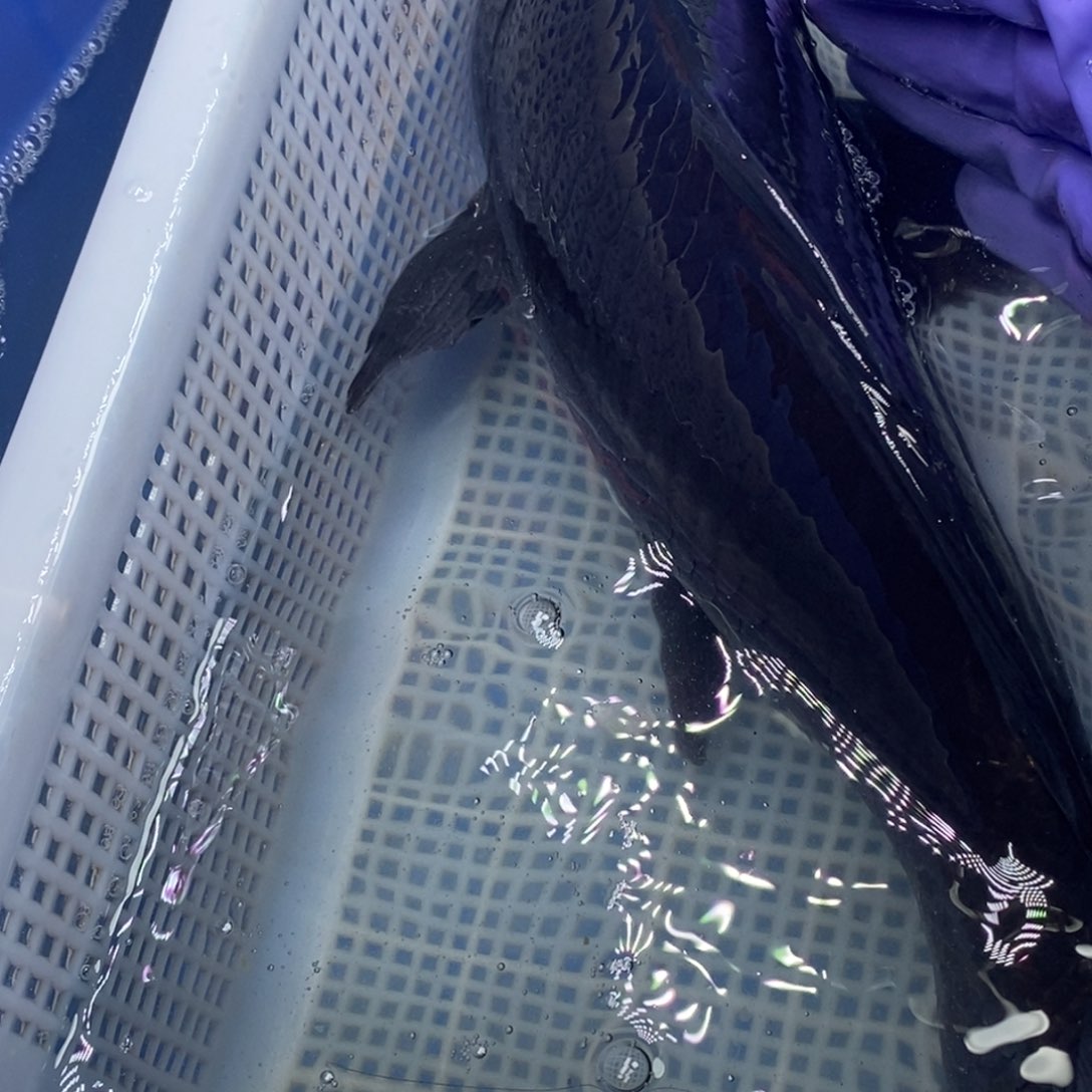 锦鲤冷水锦鲤包邮