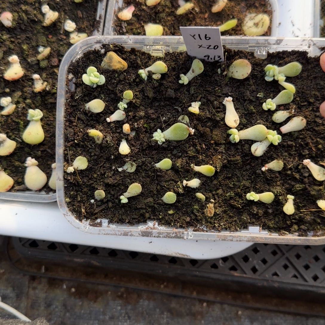 5个Y16 芝麻穴满25包邮