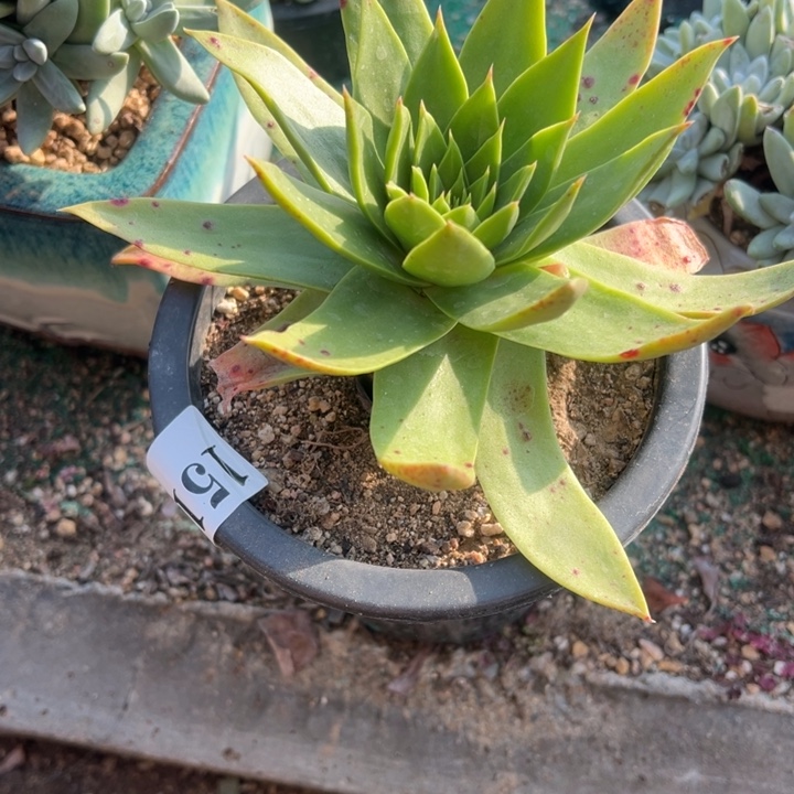 15号坎戴多肉植物