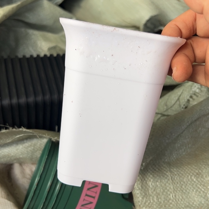 34小白万象口径10高14无托盘20包邮