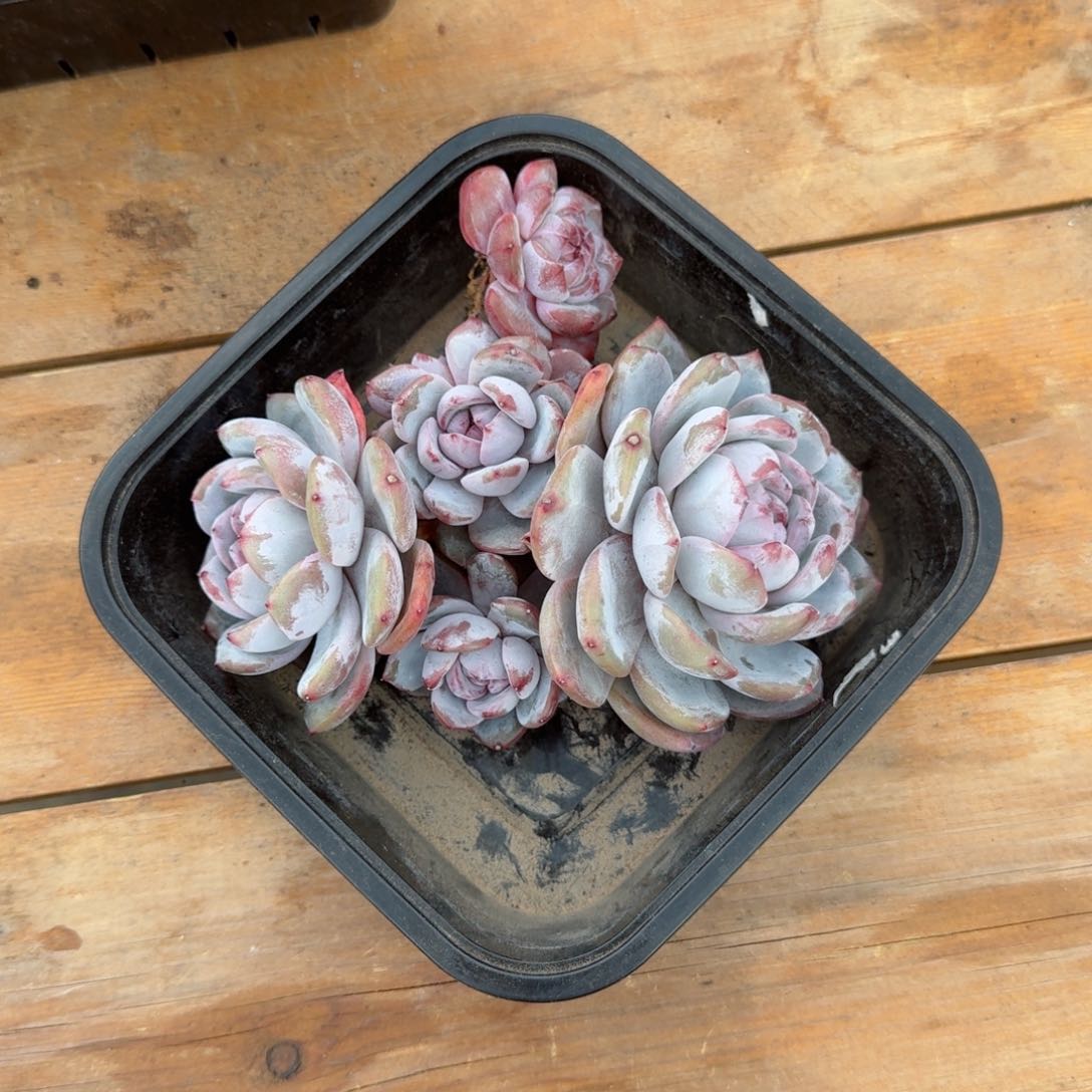 晴**❧多肉植物石榴籽群已上桌