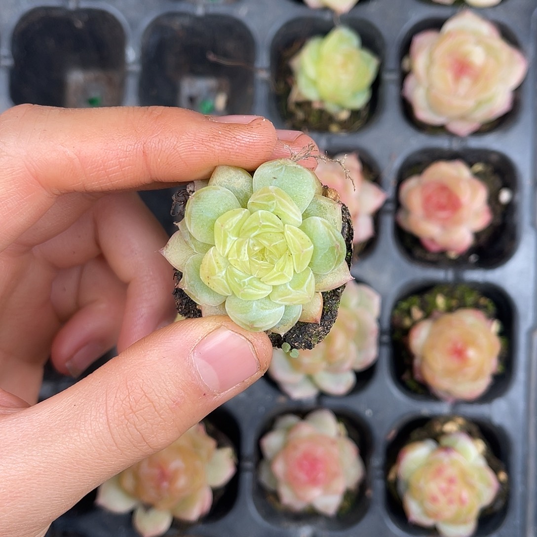 多肉植物一物一拍3-117