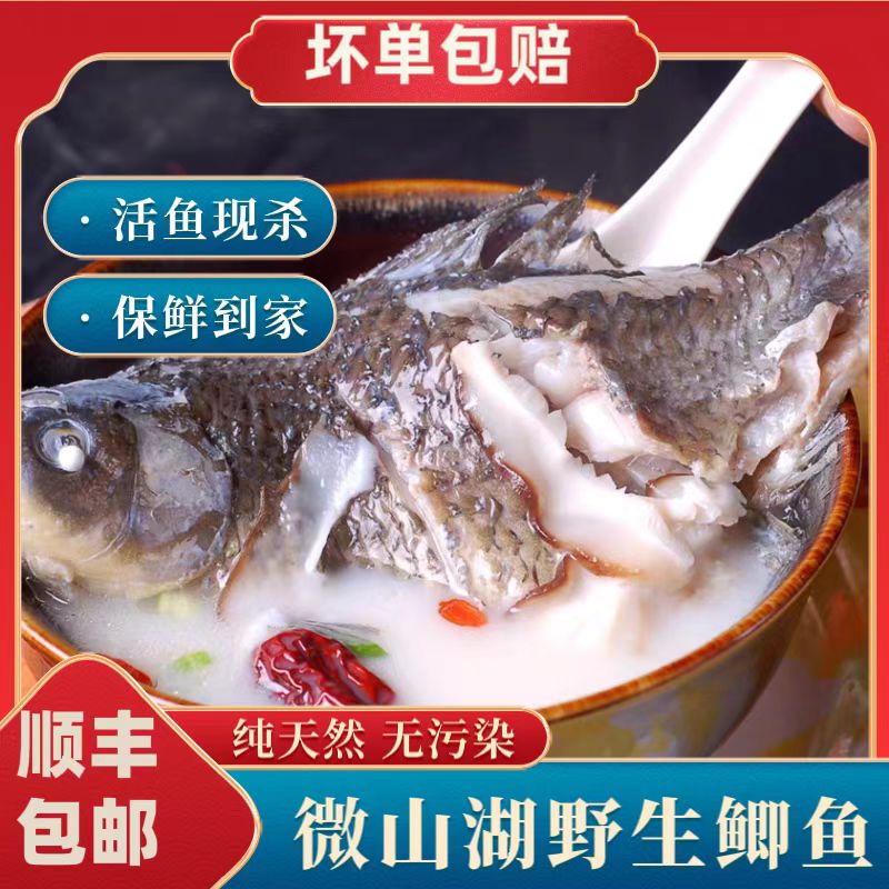 【野生鲫鱼】微山湖野生鱼淡水鱼活鱼现杀