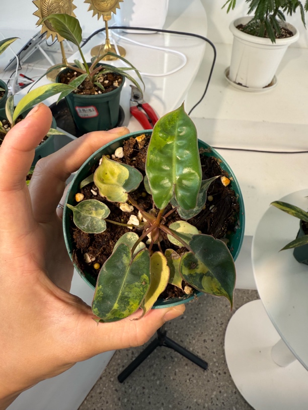橙炳锦室内热植绿植