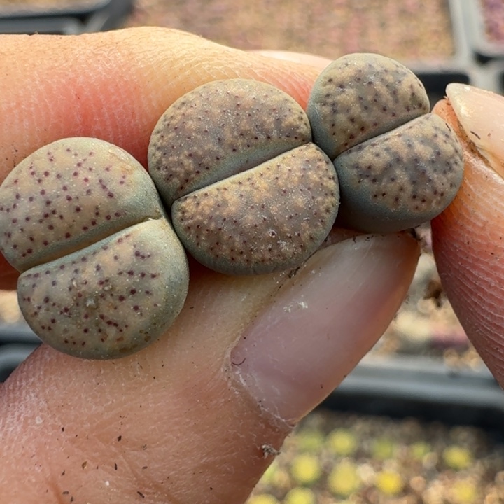 206三颗血点888888