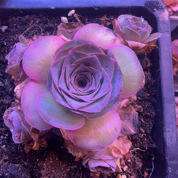 彩虹1685656965655555566565