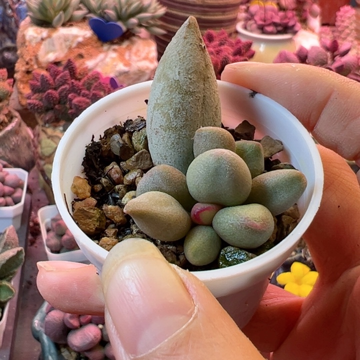 可以说是我的最大的