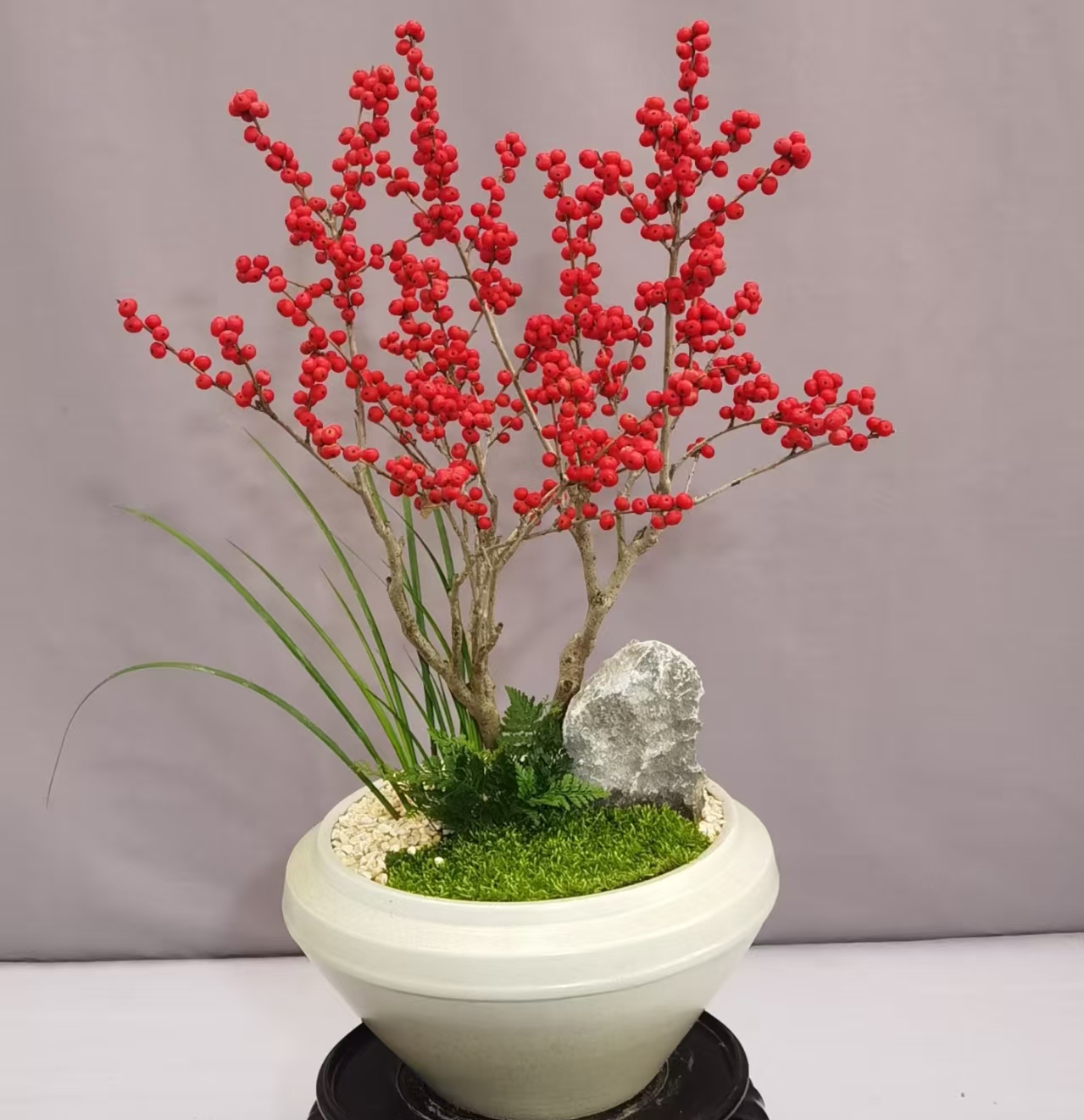  火焰冬青盆栽特级红果年宵花卉室内美居高级绿植盆景（一物一拍）
