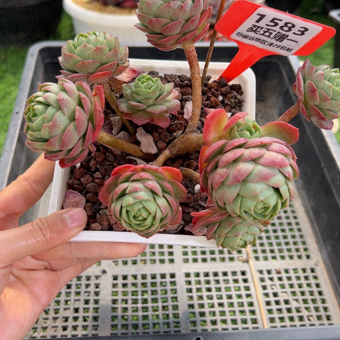 表妹精品多肉1583.