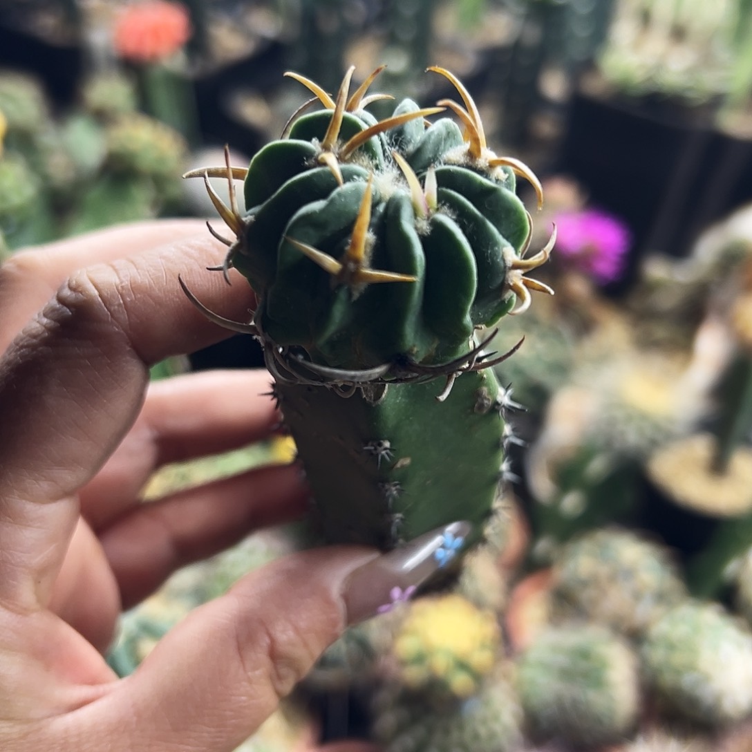 龙剑仙人球11111111111