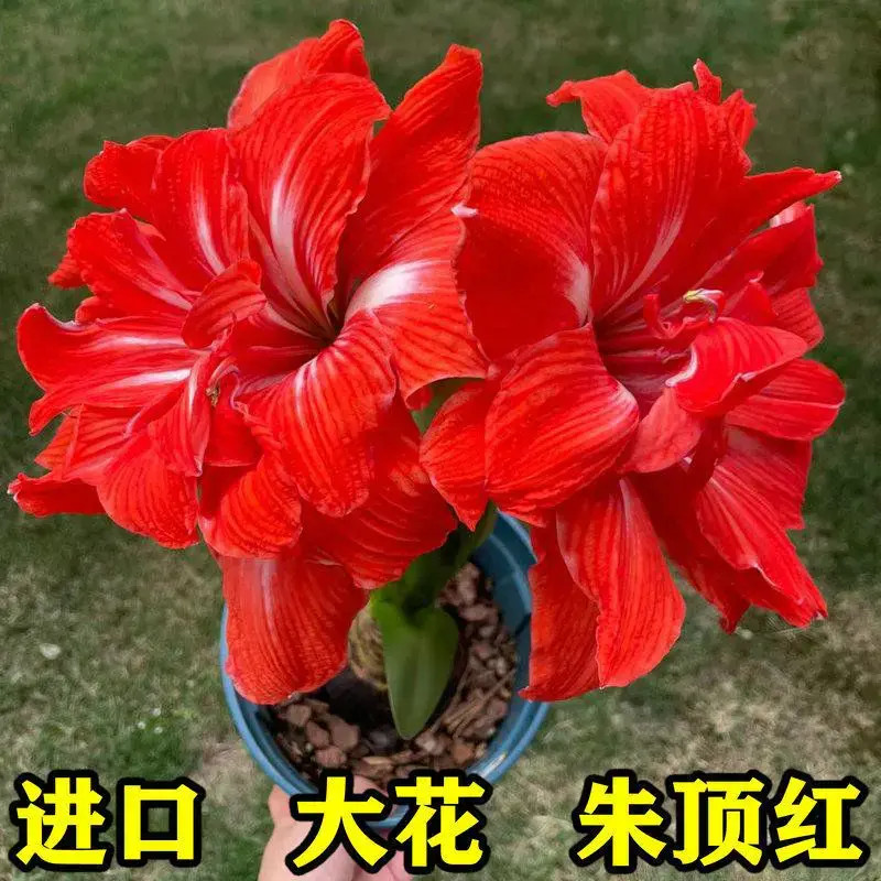 【常年开花】进口朱顶红花卉室内室外盆栽四季植物阳台庭院当年开花