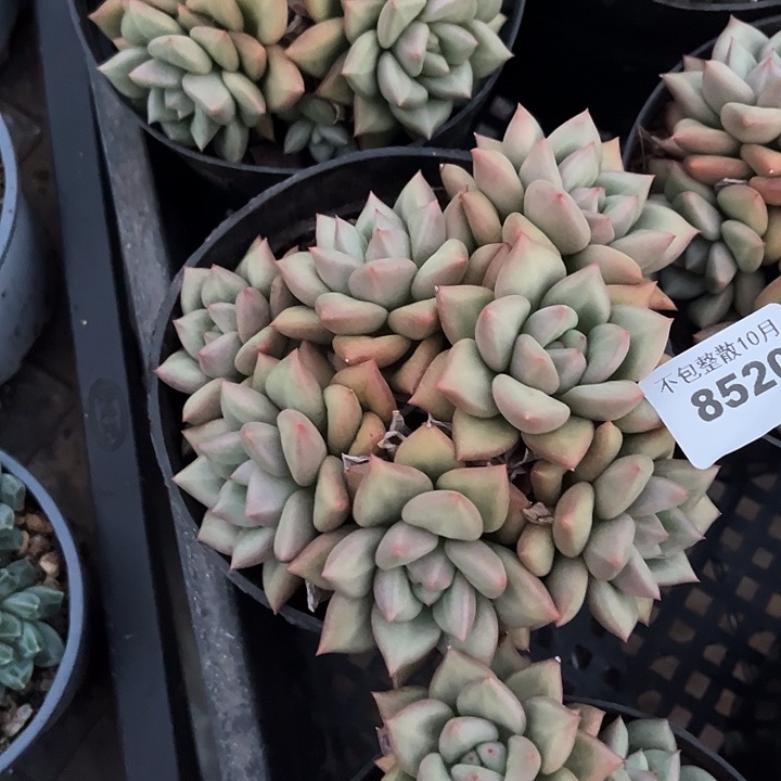 阿雅园艺。       8520象牙