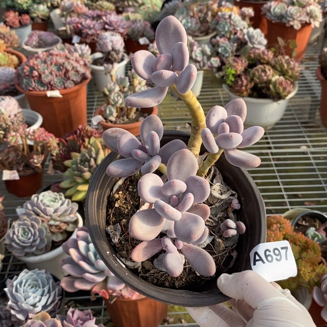 697橙雪球一物一拍