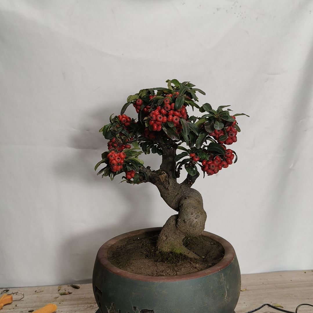 无花朵一物一拍，所见即所得。