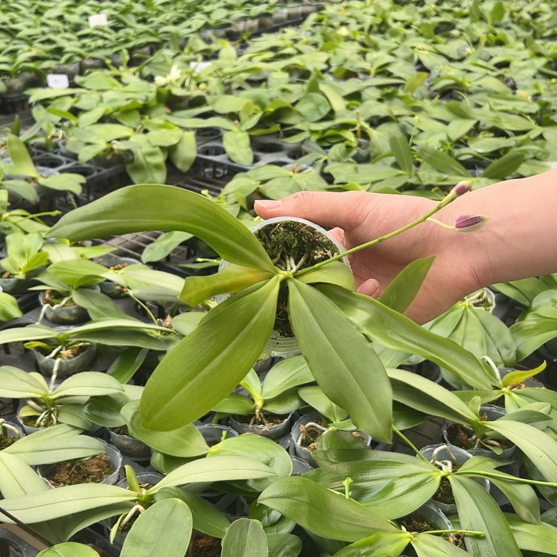 完全开放红白跳2.5寸杯底叶马上代谢