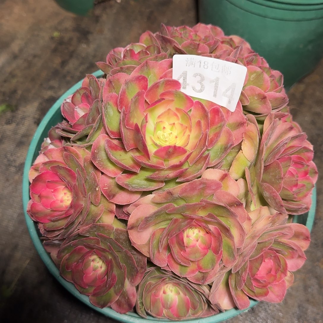 314 知否捧花多肉植物