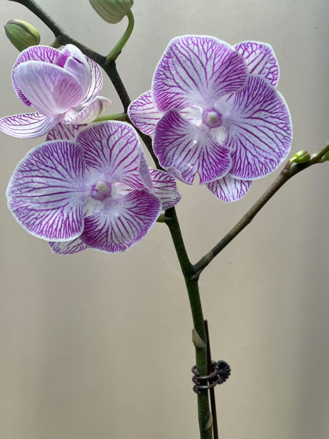 【魔幻精灵3.0寸杯】梦语花卉蝴蝶兰美观带花带花苞 耐养花期长