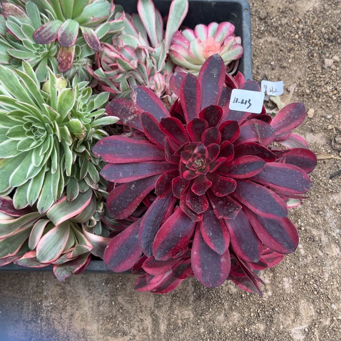 213筐多肉多肉多肉多肉