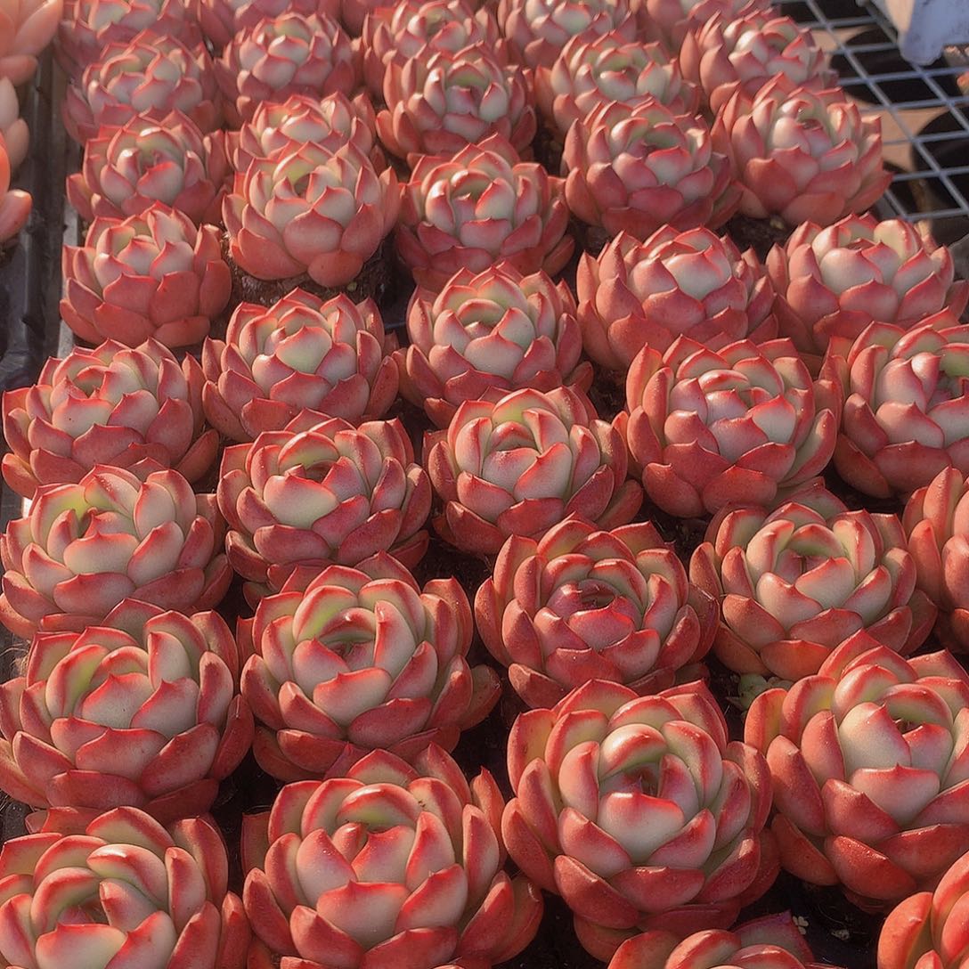 三颗花田错346677899900000