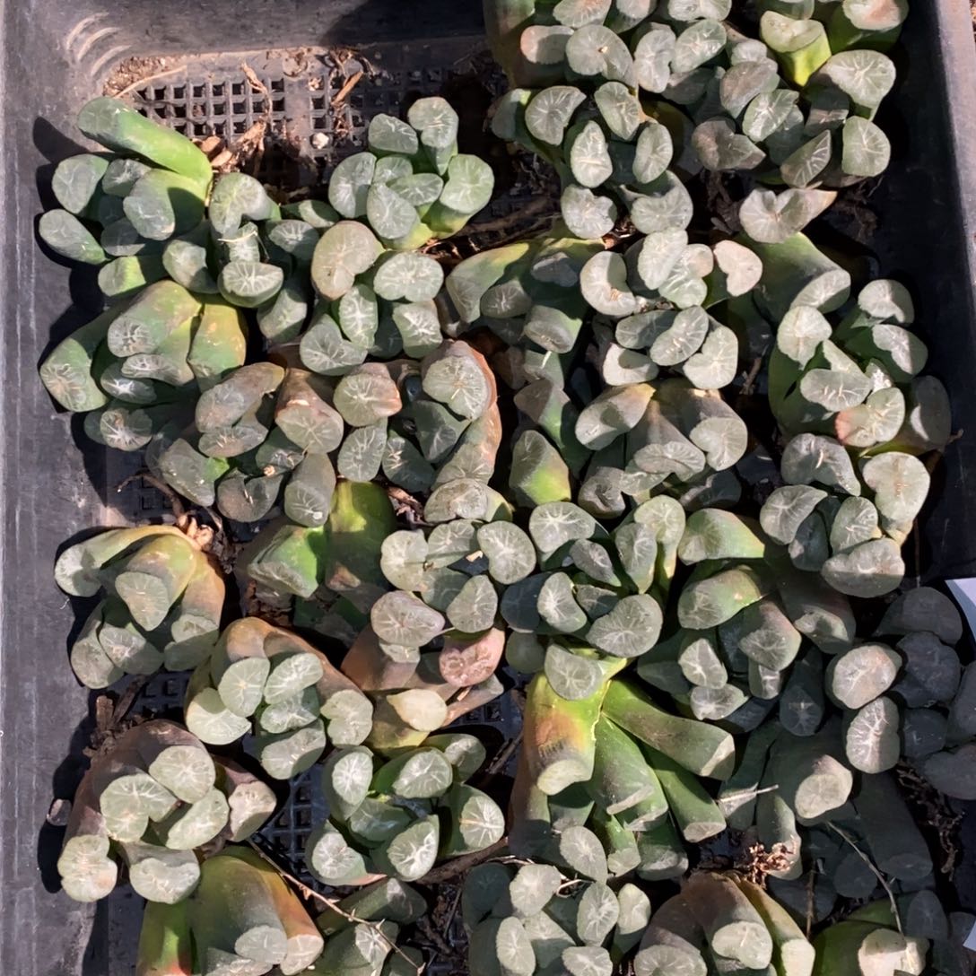 2801 一颗实生超大万象 多品种 大帅优选 元旦福利