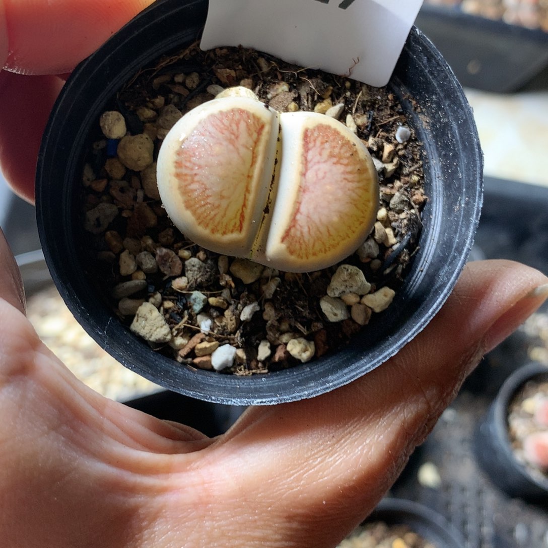 H427多肉植物保护