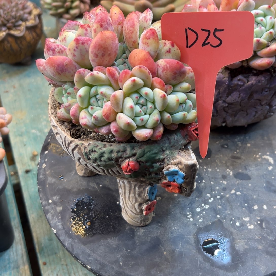 D***丽望舒D25号一物一拍