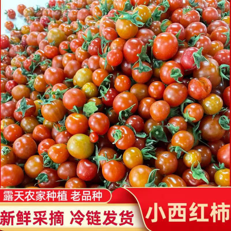 （专属）贵州小西红柿番茄新鲜果蔬菜酸汤原料果扣子西红柿现摘应季