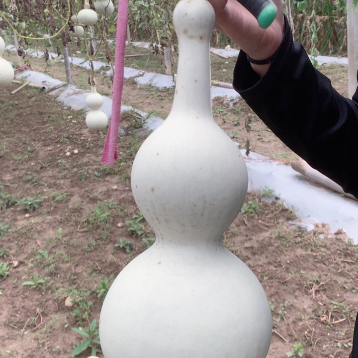 5***7中号现货供应充足