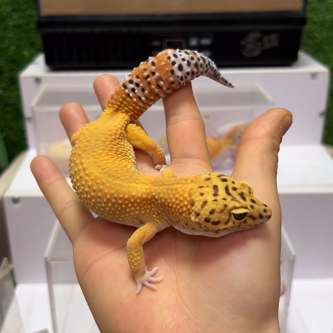 豹纹守宫豹纹守宫