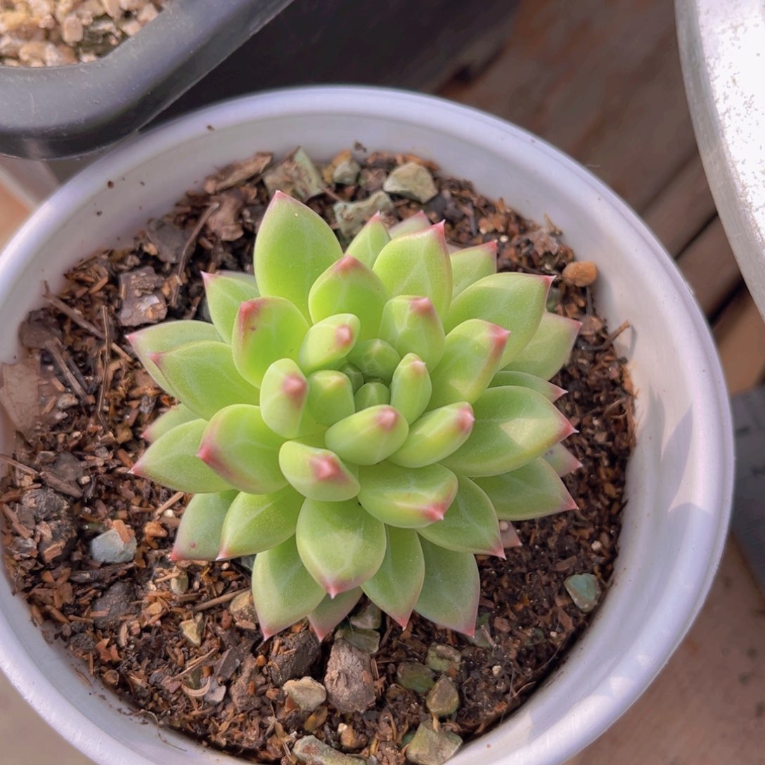 多肉植物的繁殖方式