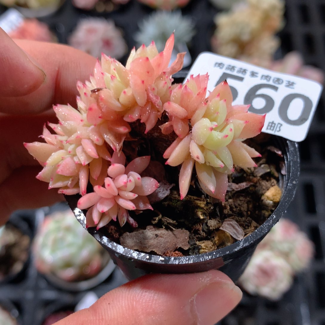 5CM拇指盆精控多肉YT560