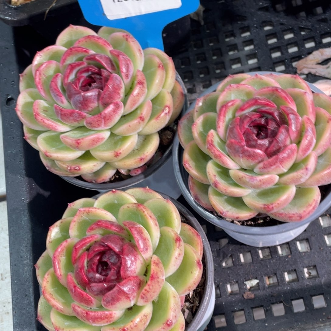 1230-46-重庆森林红心单头一颗