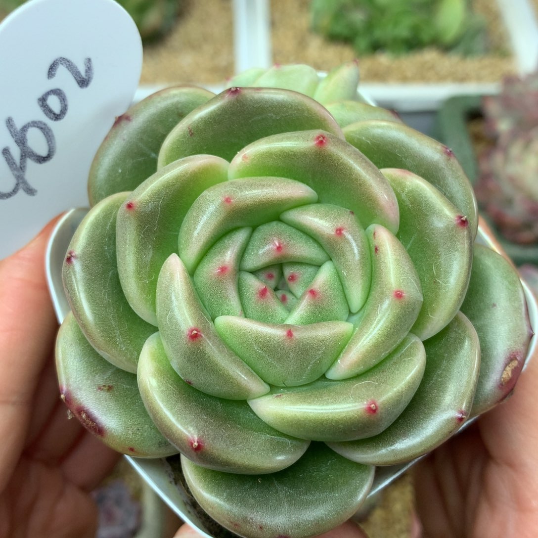 宽叶圆秃珍妮4602