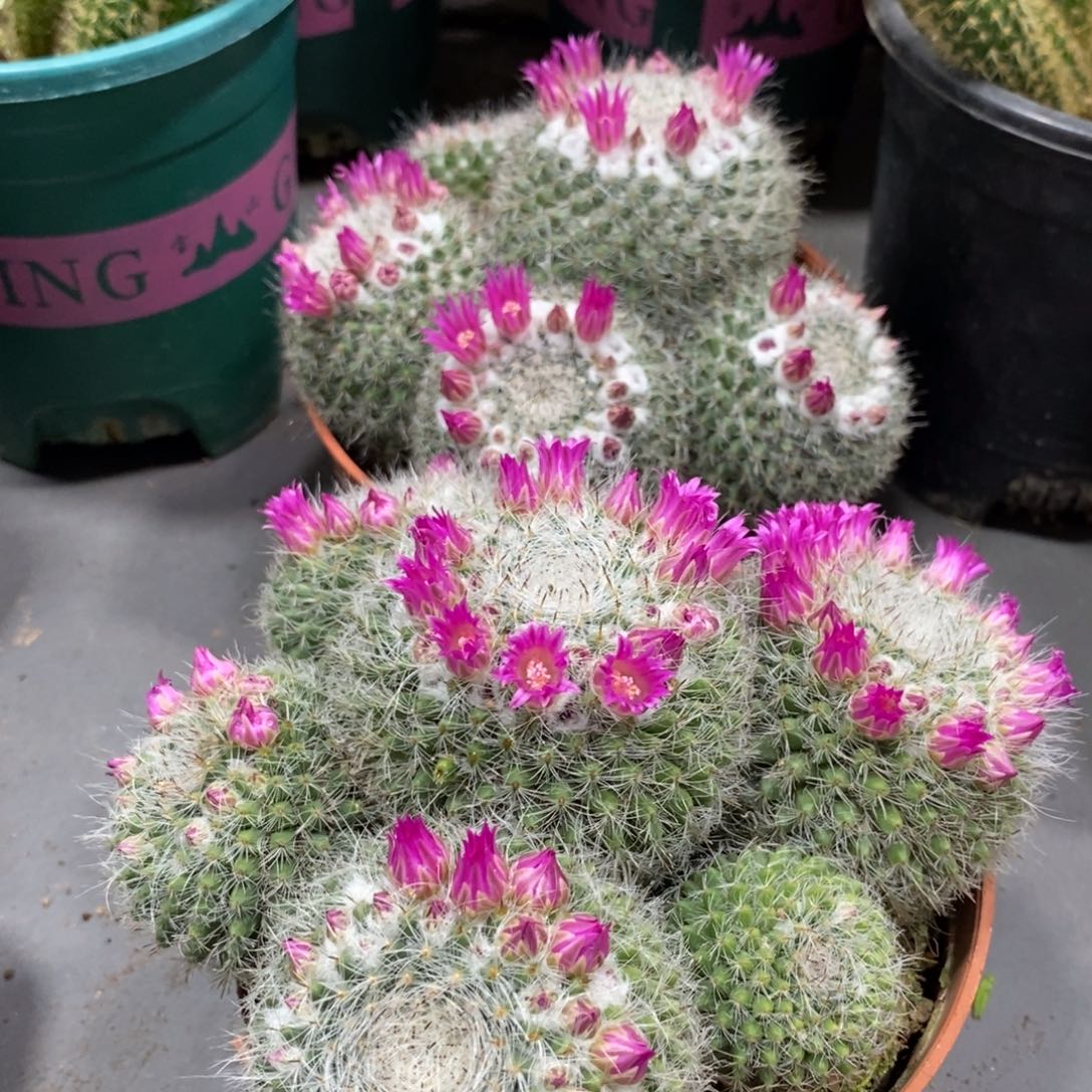 群生多头玉翁带花一杯实生