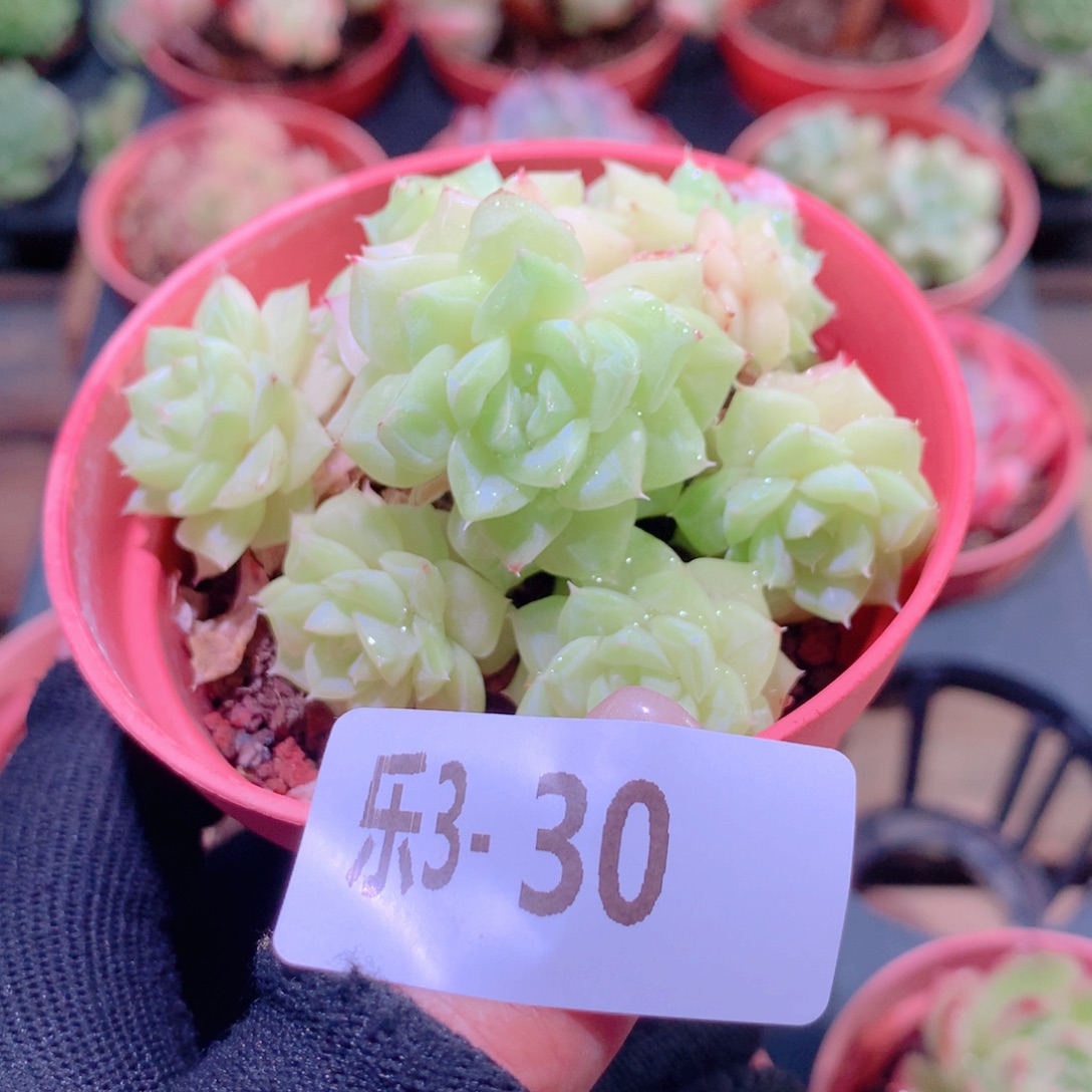 乐然 3-30 白天鹅群 