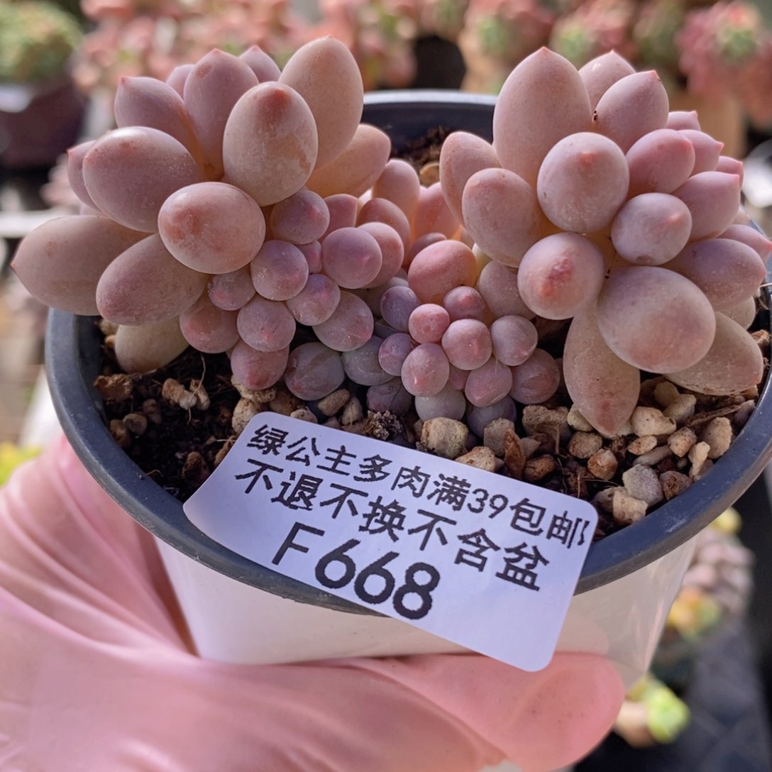 手指奶7cm668多肉植物