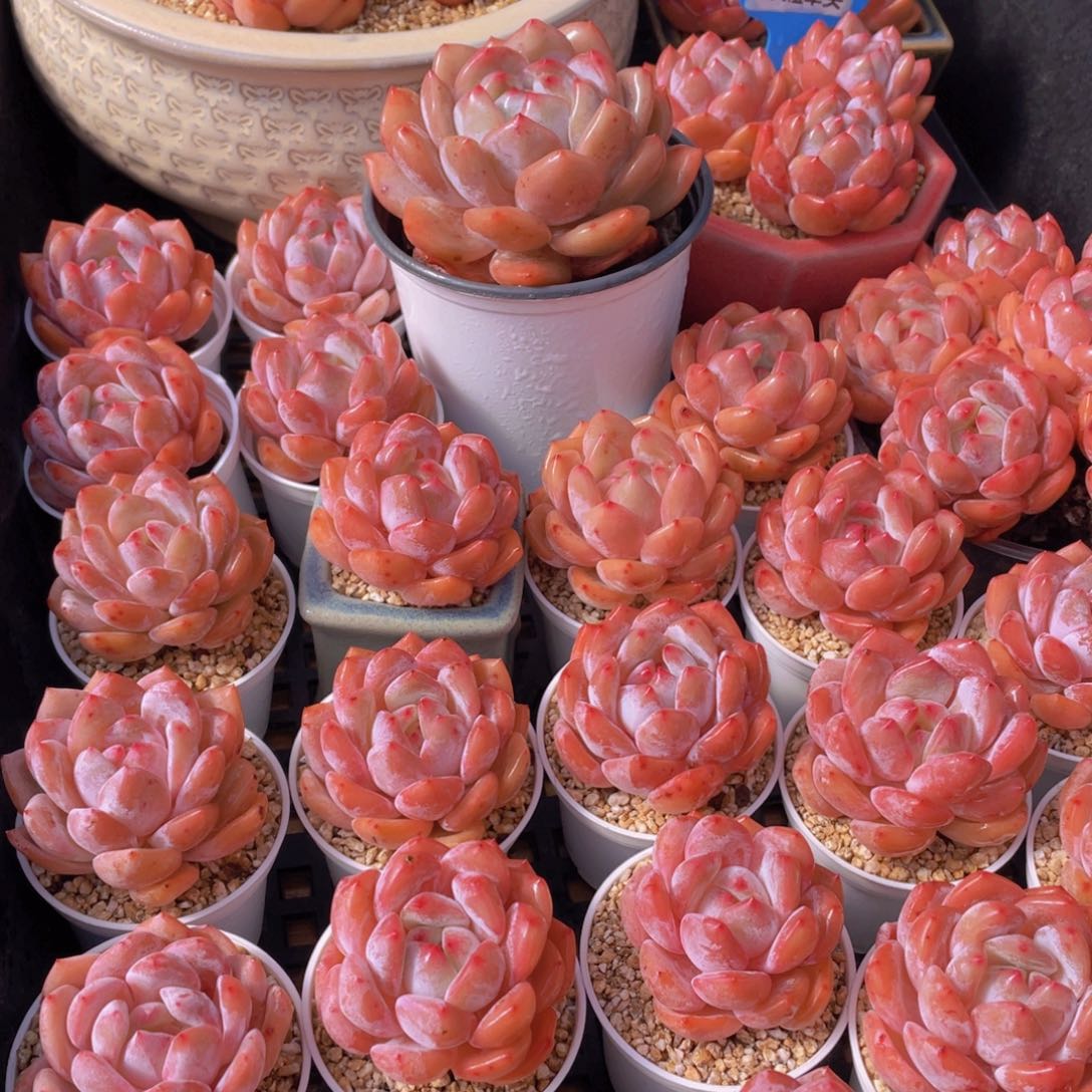 量拍66号 果冻韩版仙女橙单头5个