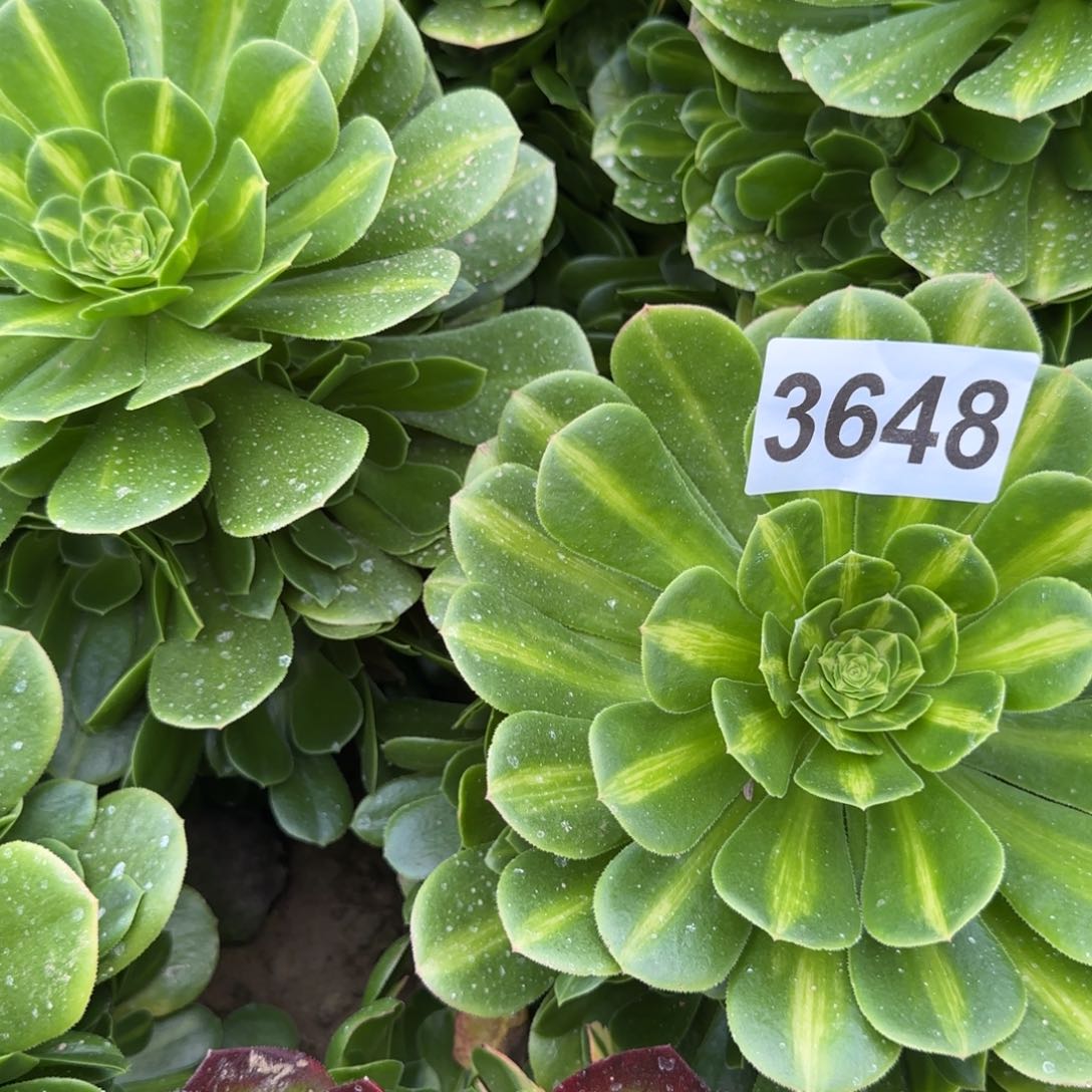 3648-5多头多肉植物