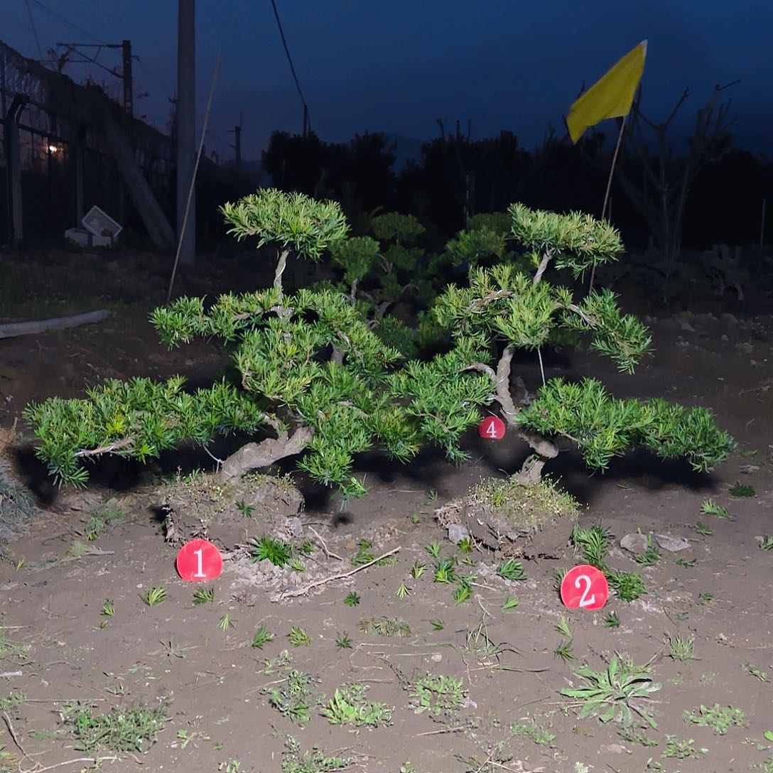 罗汉松用****3罗汉松盆景