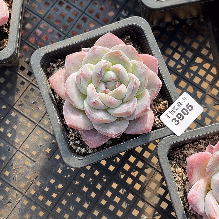 阿雅园艺。     3905