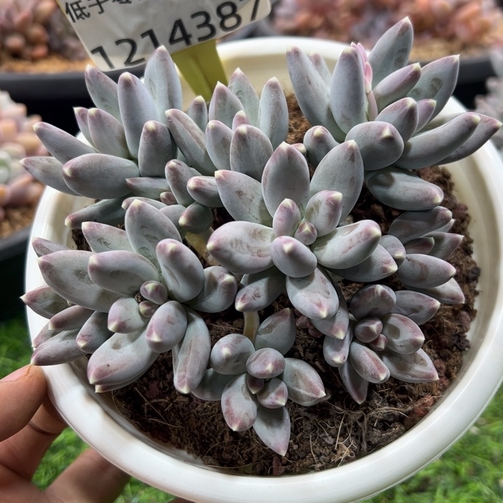 1214387 松果美人胖体10头