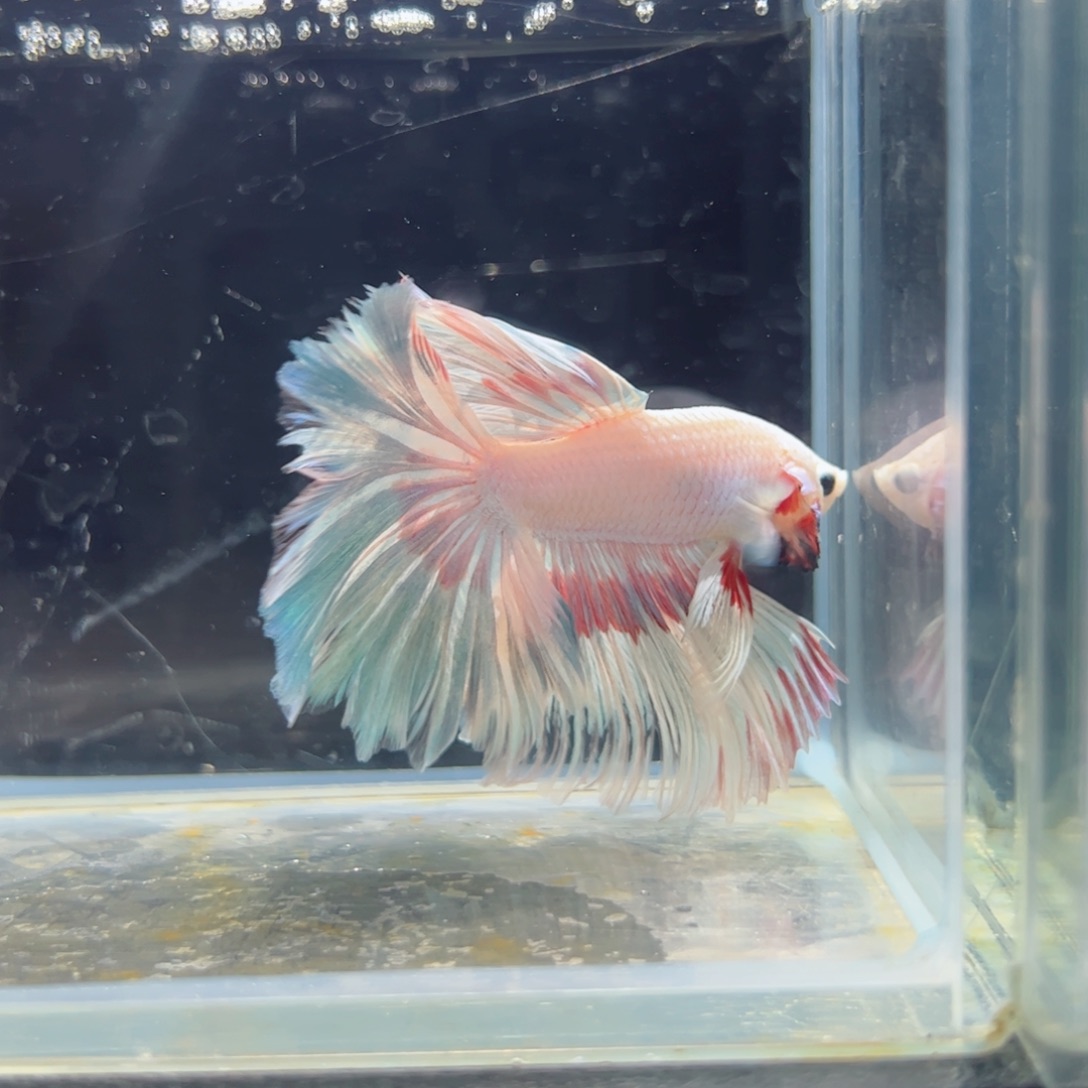 斗鱼浅色特殊尾hhhh