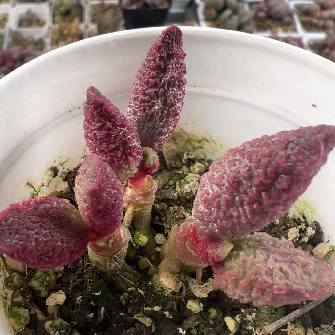 实生新品多头纯木质桩多肉植物