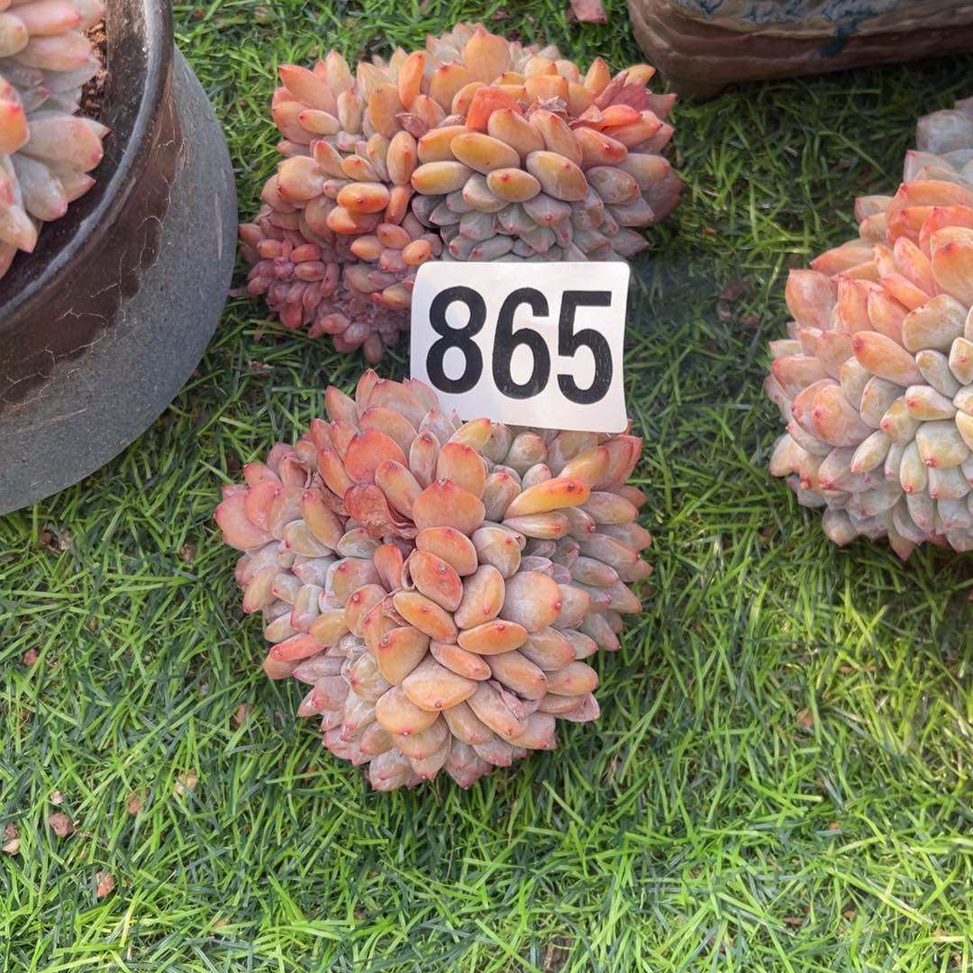 865号2颗58元9 999999