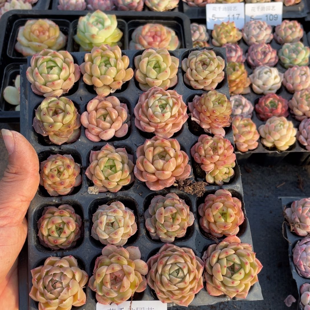 江*豆一物一拍20颗小苗5-122