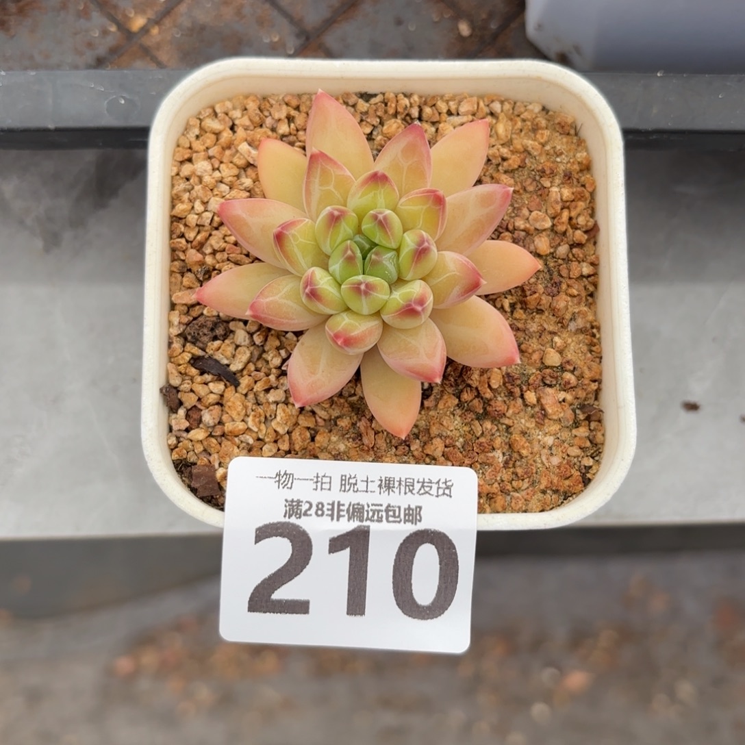 青花瓷单头无盆土发货