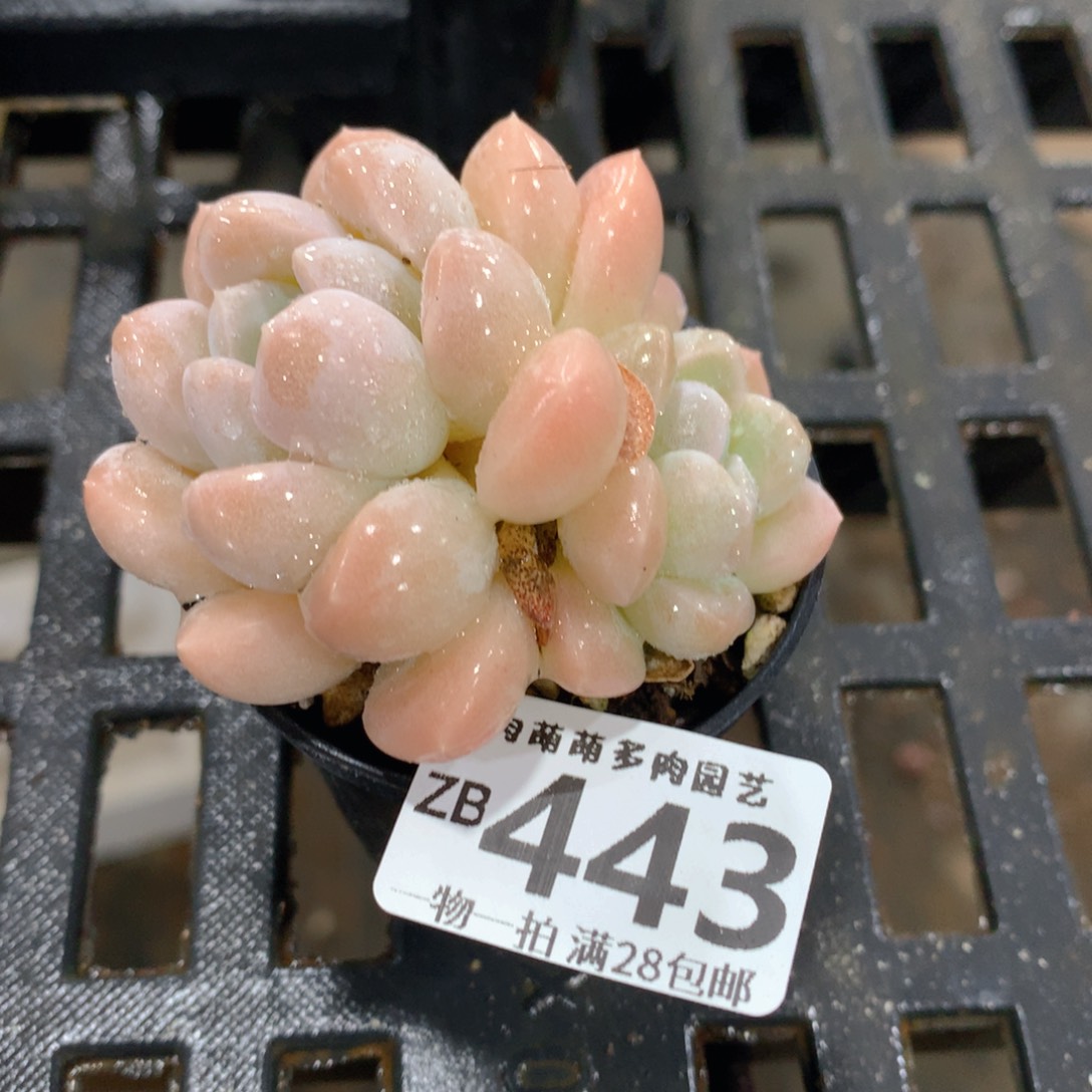 肉萌萌拇指盆精控多肉ZB443