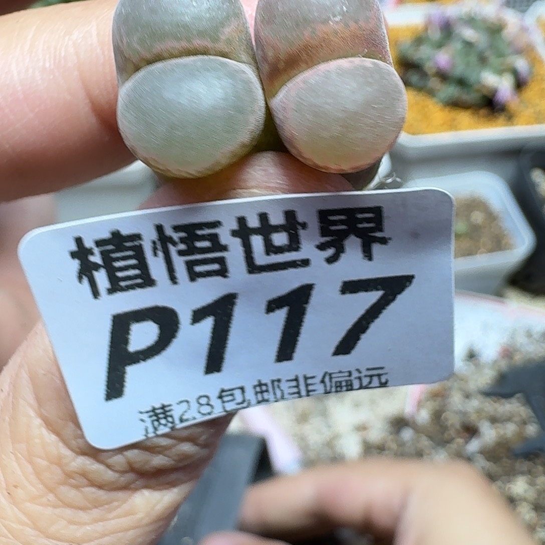 多肉植物的人生ghj